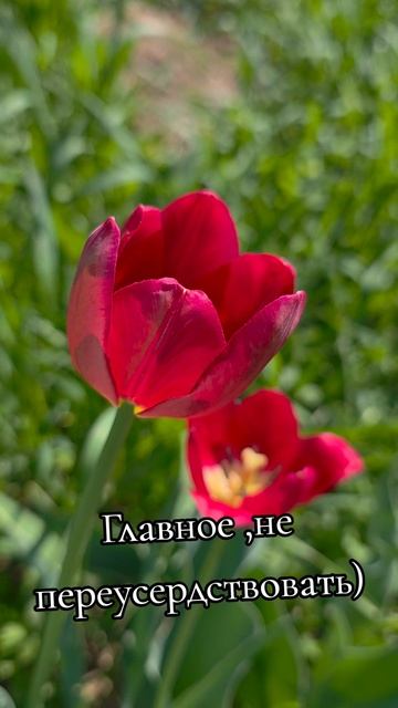 Цветок и ветер)