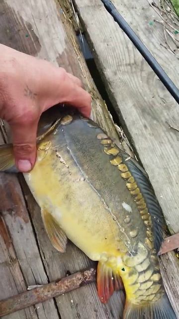 Карпы, Дают Привес.#fishing#рыбалка#карп#carpfishing#рек#рекоме?