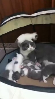 Счастливая мамочка с котейками 😻❤️👍