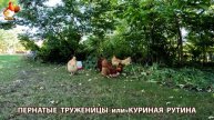 Куры несушки свободного выгула и их обычная куриная рутина – эпизод (284)