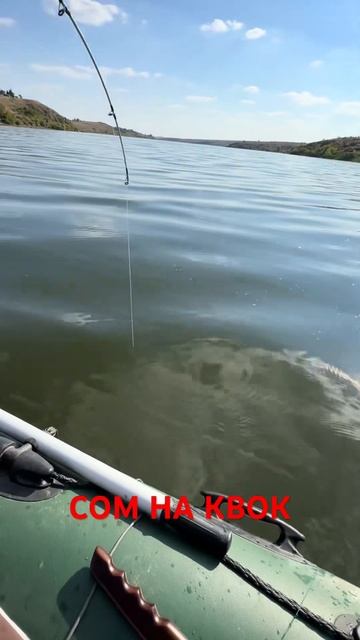 СОМ НА КВОК #рек #fishing #рибалка #рыбалка