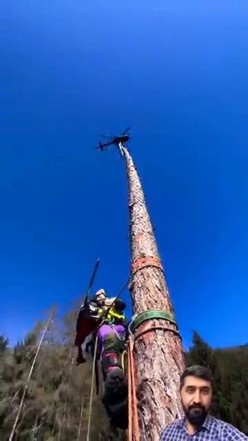 How to cut a long tree using helicopter and chainsaw ｜｜ #youtubeshorts #viral #trending #machinery