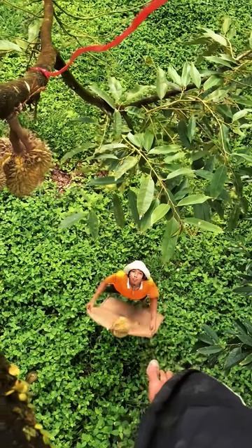 Harvesting durian using your feet #shorts