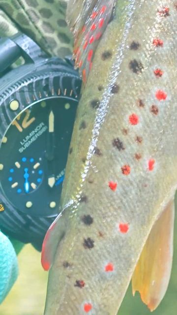 Симпотяжка  #форель#ручьевая форель#ловля форели#trout#tro
