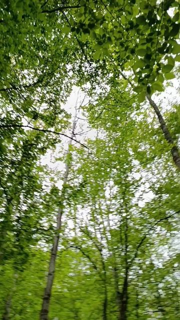 Звуки леса🐾🍃🍀