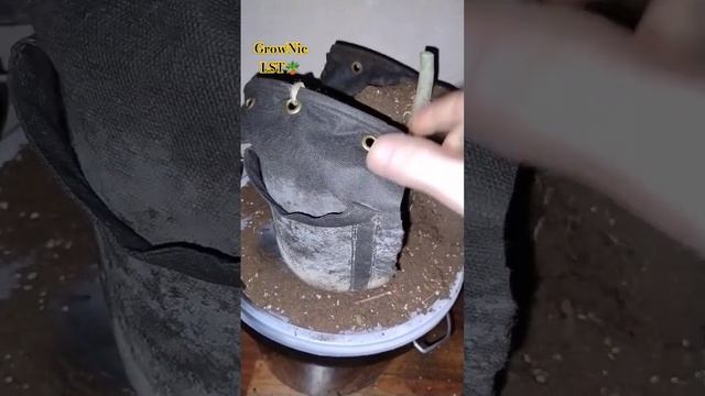 Какой горшок выбрать для цветов тканевые grow bag