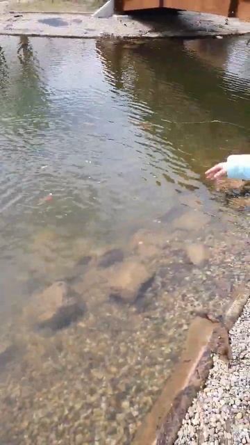 Зона отдыха с открытым бассейном 200м. от дома. Венгрия ?