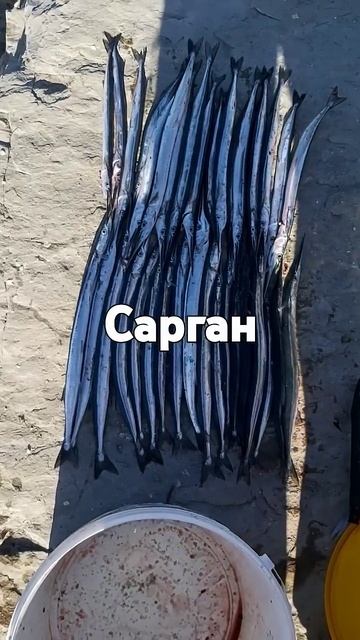 Утренний улов саргана на бомбарду.Наживка, нейрис. #ры?