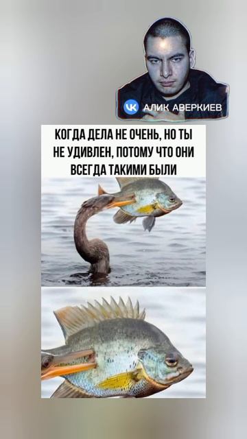 #аликаверкиев #alikaverkiev #YouTubeshorts  #проектнаютуб #смех #при