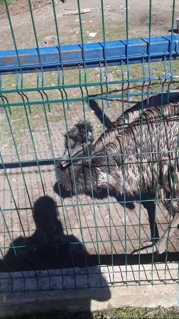 Эму в монастыре Иоанна Златоуста. Каманы, Абхазия