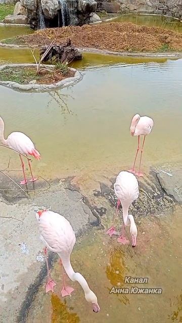 Фламинго в Южном парке птиц Малинки.
