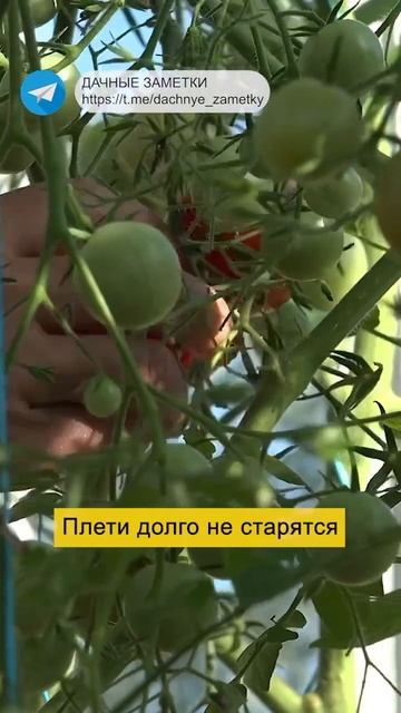 САМЫЕ УРОЖАЙНЫЕ СОРТА ТОМАТОВ! #дача #огород #рассада #?