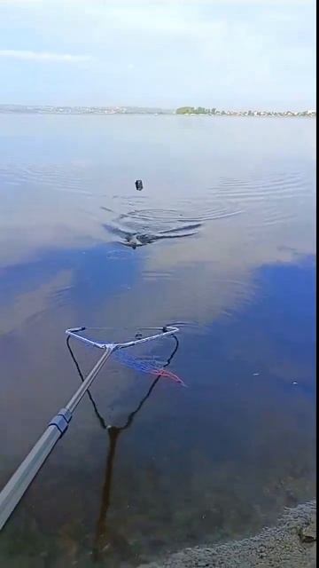 ЛЕЩ НА ФИДЕР. Крупный лещ. #shorts #fishing #лещнафидер #рыбалк