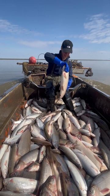 Индигирский «Чир» #якутия #fishing #рыбалка #россия #carpfishing