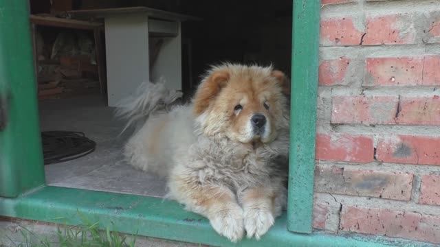 Чау-чау во дворе