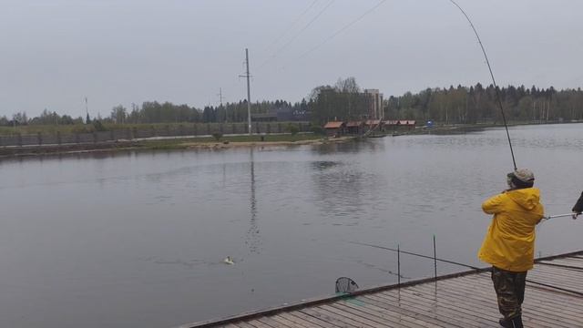 осетр