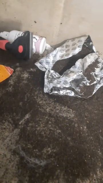Когда хаски одни дома