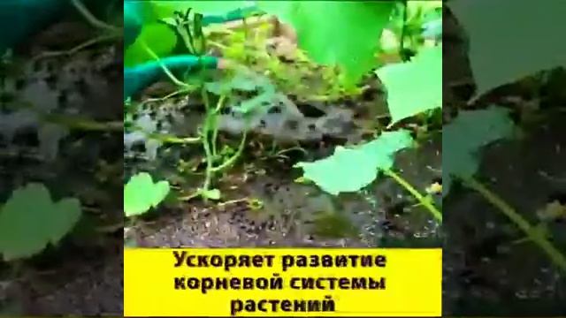 КОМПЛЕКСНОЕ ГРАНУЛИРОВАННОЕ БИОУДОБРЕНИЕ