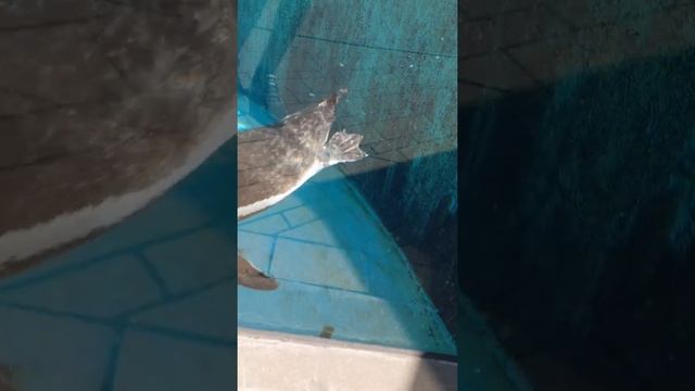Пингвини плавают в воде