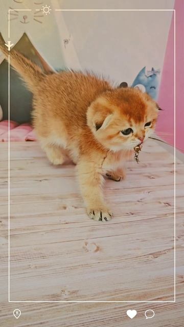 #купитькотенкашиншилла#купитькотенкашиншилла#купитькотенкабританца#купитьзолотогокотенка#cat