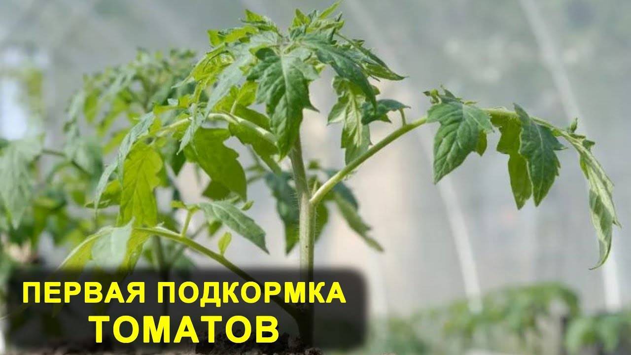 ЧЕМ ПОДКОРМИТЬ помидоры после высадки в грунт!