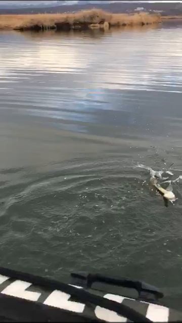 рыбалка по открытой воде на навагу