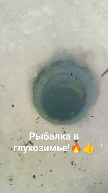 Рыбалочка 🤗🔥#павлодар #2024 #зимняяловлярыбы #окуньна?