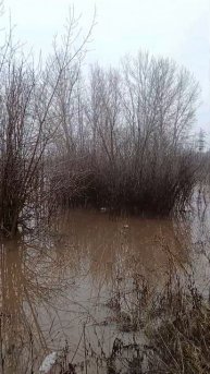 Сакмара вышла из берегов, паводок в Оренбурге #shorts #dargam