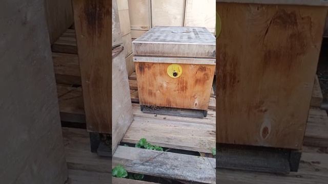 как заменить ролевую матку