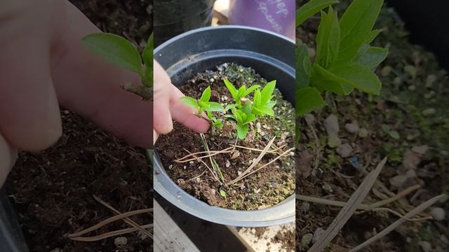 Как не залить гортензию в горшках. 23.04.25 . Оговорка: в го