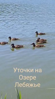 Уточки на озере Лебяжье в Казани.