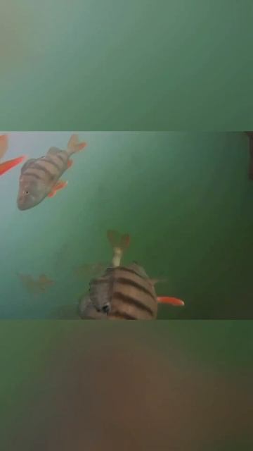 Отправь мечтателю так накосячить😅 Камера для подвод?