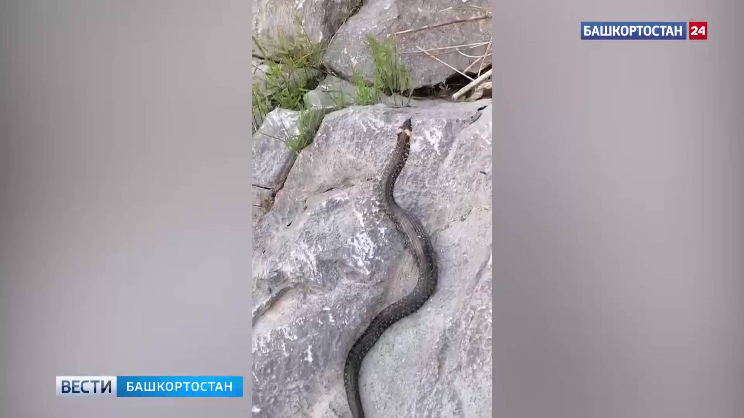 В Башкортостане засняли объевшегося ужа