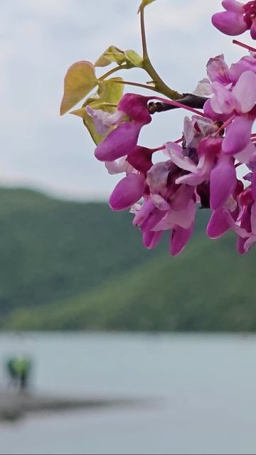 Цветет церцис на берегу озера в Абрау-Дюрсо