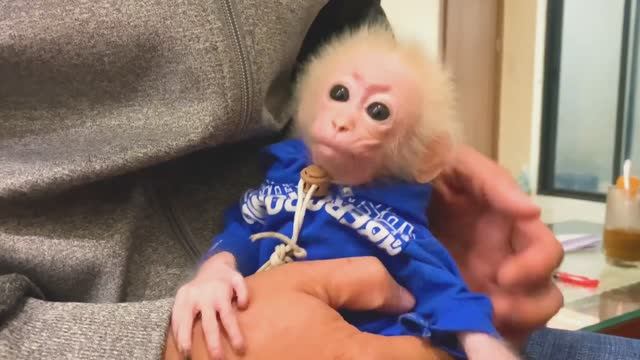 Обезьянка КРОХОТУЛЕЧКА учится пить трубочкой молоко Не получилось Пьет из соски Довольна МИЛОТА