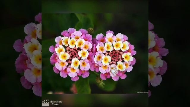 Самые красивые цветы 🌺 в мире.