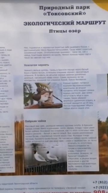 Южный берег Кавголовского озера. 5.03.2021.