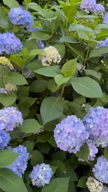 BLUE HYDRANGEA#hydrangea #гортензія #flower #hortensia #гортензия #macrophylla #g