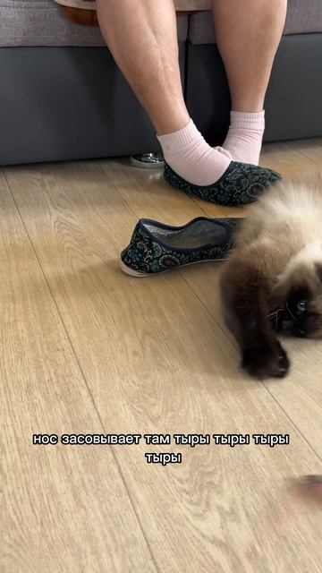 ФЕТИШ КОШАЧАЙ