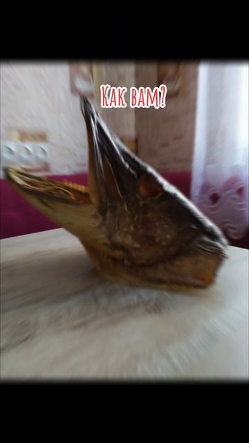 Чучело, зубы по 2.5 см #рыбалка #fishing #природа #рыба
