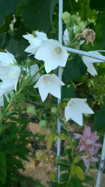 Ширококолокольчик Фуджі Альбус (Platycodon grandiflorus Fuji Album) #п