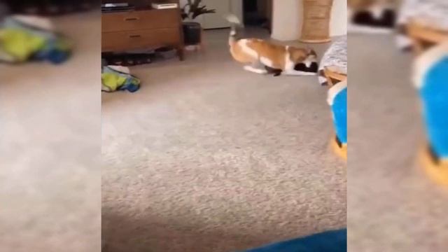 РЖУ не могу-Приколы 2022-Смешные животные.RJU can't-Jokes 2022-Funny animals.