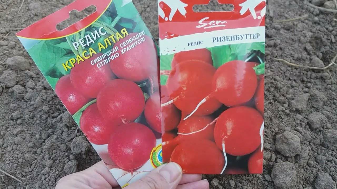Посадка редиса: как и когда сажать редиску в открытый грунт для раннего и щедрого урожая