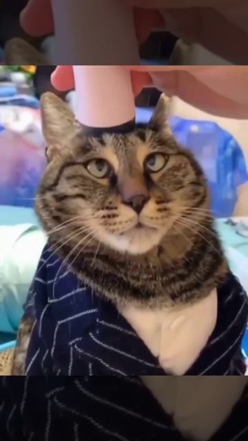 Кайфолог, 1 категории! 😸