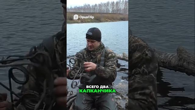 Охота на бобров  Настройка капканов с приманкой