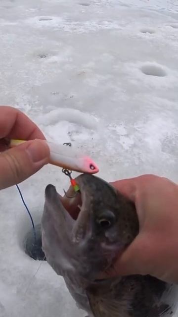 Бойкая ФОРЕЛЬ НА РАТТЛИН #shorts #icefishing #troutfishing