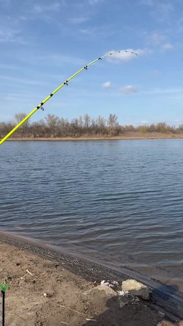 Вот такой пузан попался на крючок  🔜 #fishing #shortvideo #shorts