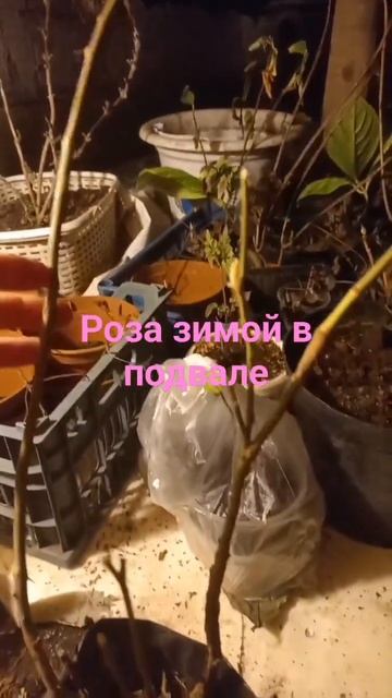 роза гортензии клематис зимой в подполье +5