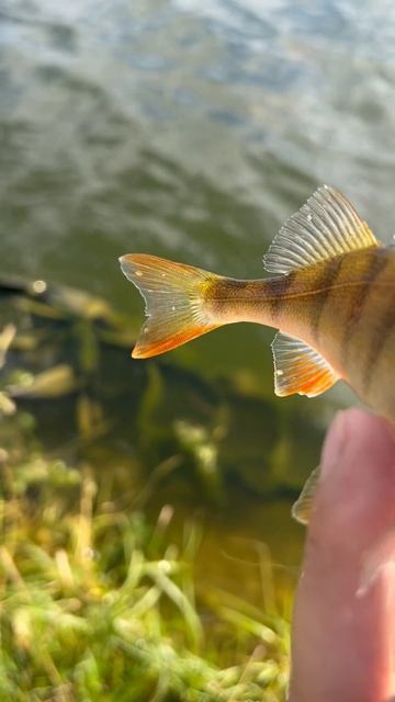 Кабанский окунь из Казани🎣 #fishing #рыбалка #казань #мор?