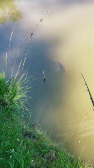 Игра в одни ворота #fishing #carpfishing